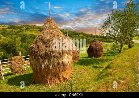 Traditionelle Heu Ricks auf einem bewaldeten Gebiet in der Nähe von Sighlet, Maramures, Transsilvanien Stockfoto