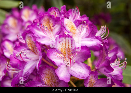 UK, Cumbria, Ambleside, Brockhole Garten, Rhododendron-Blume Stockfoto