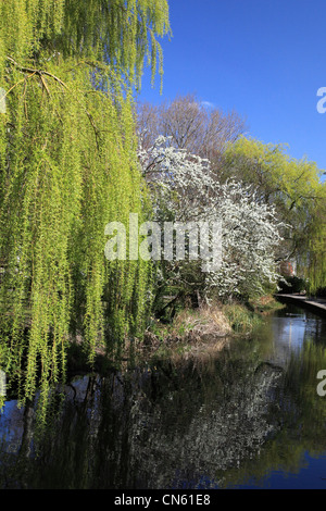 Fluß Avon in der Stadt Christchurch, Dorset, England Stockfoto