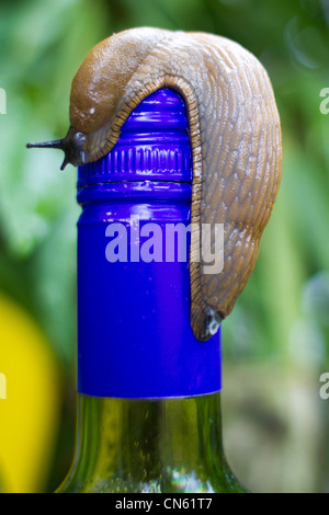 Eine gemeinsame Garten Schnecke auf einer Weinflasche Stockfoto