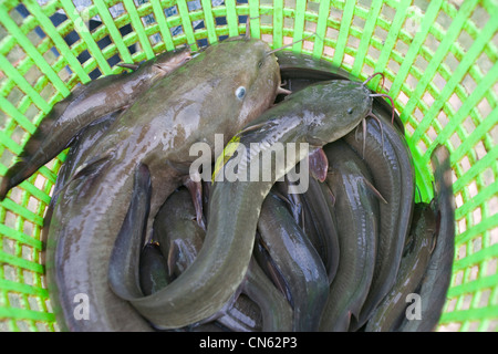 Einige Fische gefangen, dass am Morgen am See Songkhla, Thailand Stockfoto