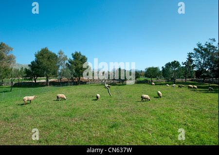 Schafe im Feld Pollenca Mallorca Balearen Spanien Stockfoto