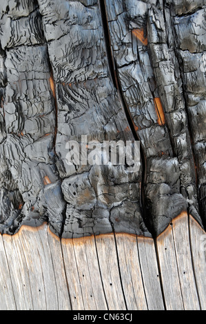 Detail der verkohlten Baumstamm in Oregon Wallowa Mountains. Stockfoto