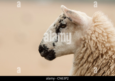 Domestizierte Schafe Stockfoto