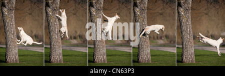 Eine Sequenz zeigt einen Labrador Retriever springen von einem Baum in einem Park von Vichy (Frankreich). Sauts de Labrador Depuis un Arbre. Stockfoto