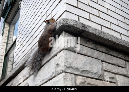 Eichhörnchen Klettern an der Wand eines Hauses, Montreal, Kanada Stockfoto