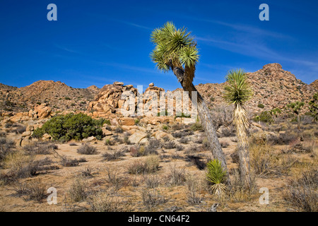 Wüstenlandschaft im Joshua Tree National Monument, Kalifornien Stockfoto