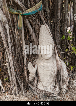 halben Körper Buddha in Banyan Root und Tri-Farbe Stockfoto