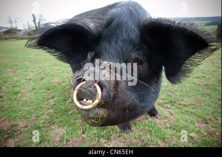 Schwein im Feld. Stockfoto