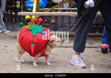 Kandidat (Nadelkissen) bei der Halloween-Hund-Parade im Tompkins Square Park in Manhattan, New York City. 22. Oktober 2011. Stockfoto