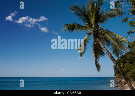 Eine Palme über atemberaubende blaue Wasser hängen Stockfoto