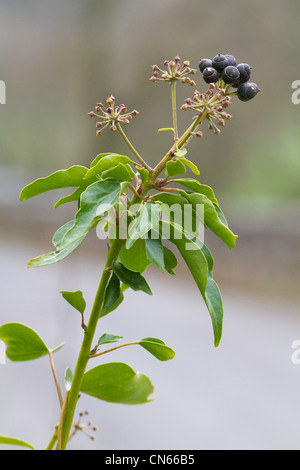 Gemeinsamen Efeu (Hedera Helix)-Beeren Stockfoto