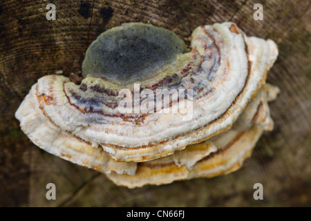 Turkeytail Halterung Pilz (Coriolusextrakt versicolor) wächst auf abgestorbenem Holz Stockfoto