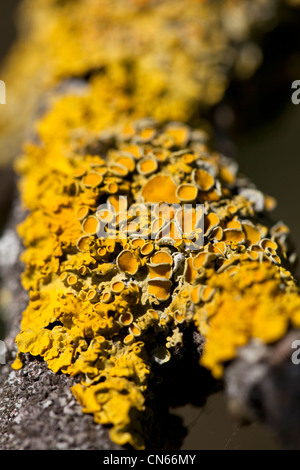 Flechten (Xanthoria Parietina) wächst auf einem Ast. Stockfoto