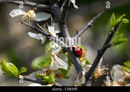 Marienkäfer (Marienkäfer) auf einem Ast Stockfoto