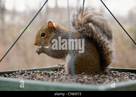 Östliche graue Eichhörnchen plündern eine Plattform Vogel-Feeder Stockfoto