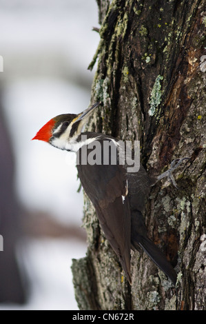 Helmspecht auf Ahornbaum in Indiana Stockfoto