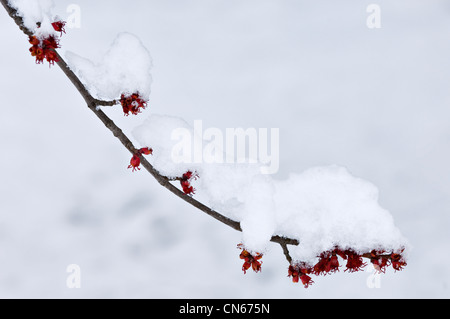 Schnee bedeckten Knospen und Blüten auf rot-Ahorn-Baum in Indiana Stockfoto