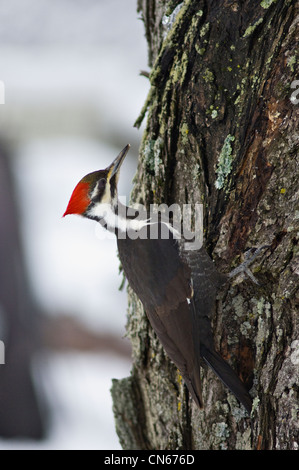 Helmspecht auf Ahornbaum in Indiana Stockfoto