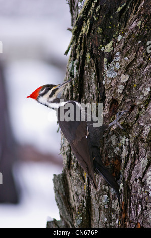 Helmspecht auf Ahornbaum in Indiana Stockfoto