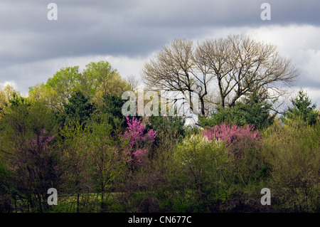 Neuer Frühling Laub und blüht Redbud Bäume im Park Perrin in Jeffersonville, Indiana Stockfoto