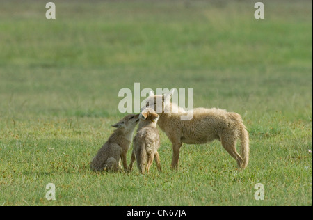 Goldschakal mit zwei jungen Stockfoto