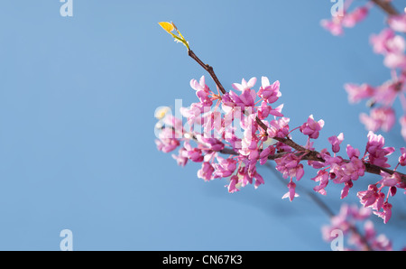 Östlichen Redbud Baum, Cersis Canadensis, brillant rosa Blüten im morgendlichen Sonnenlicht gegen blauen Himmel Stockfoto