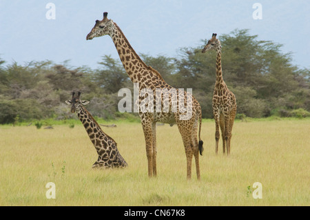 Masai-Giraffen im Ebenen-One liegend Stockfoto