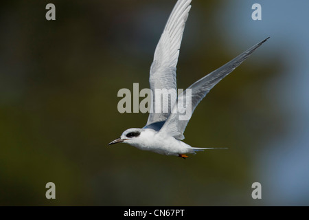 Forsters Seeschwalbe (Sterna Forsteri) im Flug Stockfoto