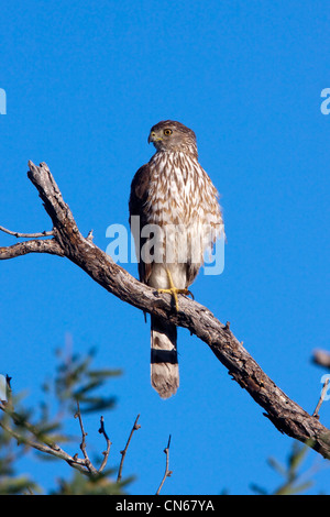 Cooper's Habicht Accipiter Cooperii Tucson, Arizona, Vereinigte Staaten 31 können unreif Accipitridae Stockfoto