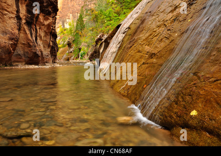 Kleiner Wasserfall fließt in die North Fork des Virgin River in Utah Zion Canyon. Stockfoto