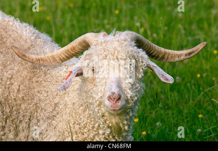 Angora-Ziege auf North Island in Neuseeland Stockfoto