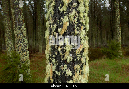 Moos und Flechten auf Baum, Nordinsel, Neuseeland Stockfoto