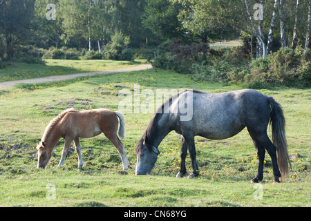 Zwei Ponys (Stute und Fohlen) Weiden in der New Forest, Hampshire, England Stockfoto