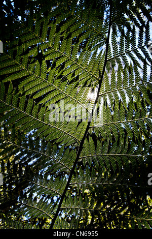 Sonnenlicht durch die Wedel der Baumfarn (Dicksonia Antartic) Stockfoto