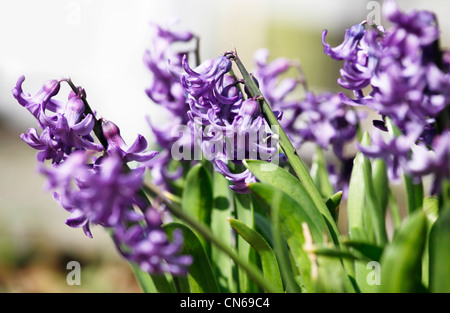 Hyazinthe in voller Blüte violett Stockfoto