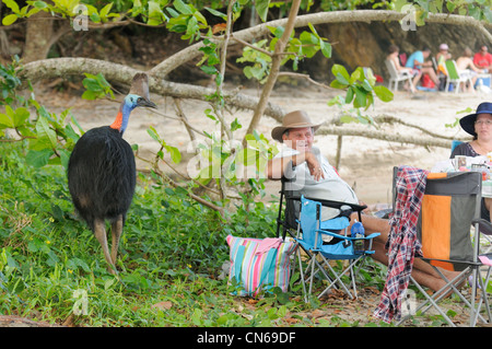 Cassowary Casuarius casuarius Female in der Nähe der Menschen am Strand. Fotografiert in Nord-Queensland, Australien Stockfoto