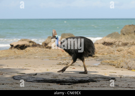 Südlichen Helmkasuar Casuarius Casuarius weibliche Walking am Strand fotografiert in North Queensland, Australien Stockfoto