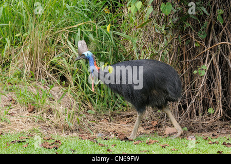 Südlichen Helmkasuar Casuarius Casuarius weibliche im Regenwald fotografiert in den feuchten Tropen, North Queensland, Australien Stockfoto