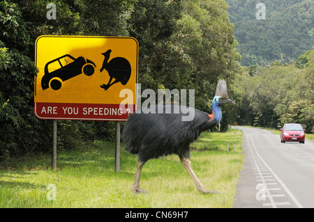 Südlichen Helmkasuar Casuarius Casuarius erwachsenen männlichen Kreuzung Straße. Digitale Bilder aus dem zusammengesetzten Monat in North Queensland, Australien Stockfoto