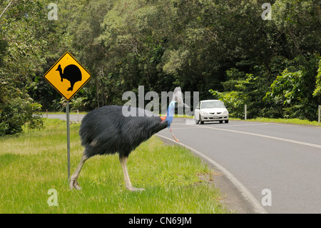 Südlichen Helmkasuar Casuarius Casuarius erwachsenen männlichen Kreuzung Straße. Digitale Bilder aus dem zusammengesetzten Monat in North Queensland, Australien Stockfoto