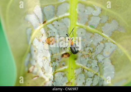 braune Fehler in grüner Natur oder im Garten Stockfoto