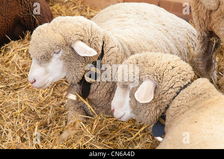 Besten Schafe auf den Schweizer Jahrmarkt Stockfoto