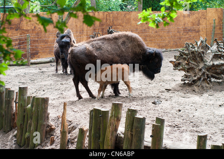 junge Bison Kalb Trinkmilch bei seiner Mutter im Zoo Nordhorn, Deutschland Stockfoto