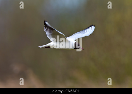 Black-headed Gull.Larus Ridibundus (Laridae) im Flug Stockfoto