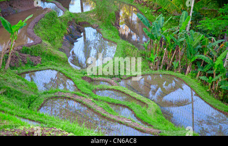 Reisfelder, vorbereitet für Reis. Bali, Indonesien Stockfoto