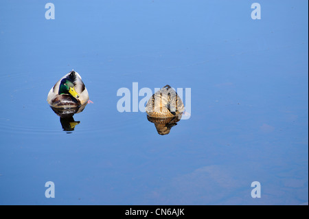 Stockente wilde Enten auf dem Wasser. (Rechts) weiblich und männlich (links) Stockfoto