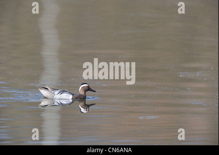 Garganey - Sommer Krickente (Anas Querquedula) männlichen schwimmen auf dem Teich im Frühjahr Stockfoto