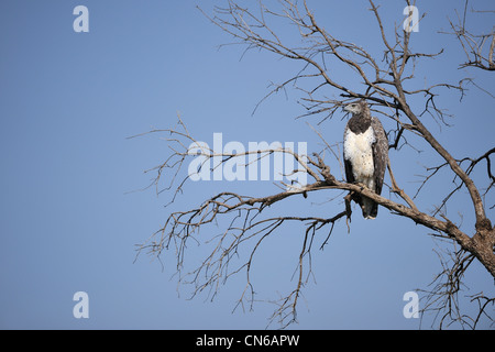 Kriegerischer Adler - Martial Falke-Adler (monotypisch Bellicosus - Hieraaetus Bellicosus - Polemaeetus Bellicosus) in einem Baum Stockfoto
