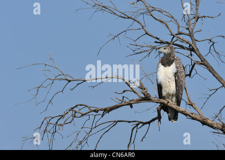 Kriegerischer Adler - Martial Falke-Adler (monotypisch Bellicosus - Hieraaetus Bellicosus - Polemaeetus Bellicosus) in einem Baum Stockfoto